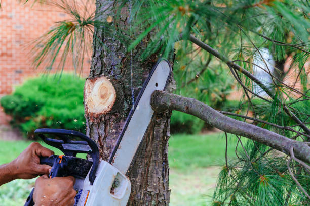 Best Palm Tree Trimming  in Johnson City, KS